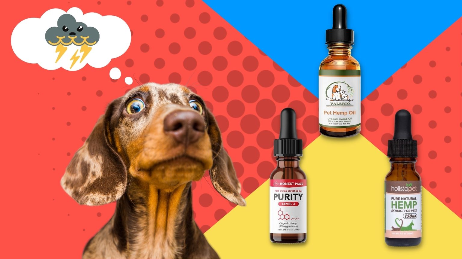 “Guide to CBD Oil for Dogs: Benefits, Risks, and More”